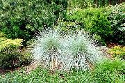 сребрнаст Биљка Нови Зеланд Коса Шаш (Carex) фотографија