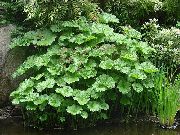 зелен  Чадър Растение, Индийски Ревен (Peltiphyllum, Darmera) снимка