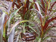 Kínverji Lind Gras, Pennisetum burgundy, claret Planta