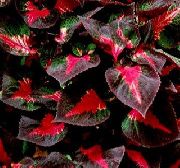 πολύχρωμα εργοστάσιο Βόειο Κρέας Φυτό Μπριζόλα (Perilla) φωτογραφία