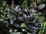 dunkel-grün Pflanze Basilikum (Ocimum basilicum) foto