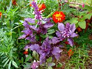пурпурен Растение Босилек (Ocimum basilicum) снимка
