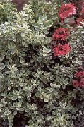 sølvfarvede Plante Plectostachys  foto