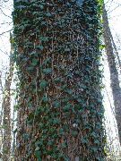 зелен Растение Английски Бръшлян, Общ Бръшлян (Hedera) снимка