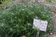зялёны Расліна Палын (Нізкарослыя Віды) (Artemisia) фота