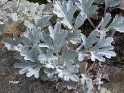 hopeanhohtoinen Kasvi Mugwort Kääpiö (Artemisia) kuva