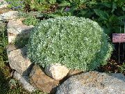 hopeanhohtoinen Kasvi Mugwort Kääpiö (Artemisia) kuva