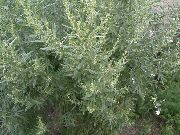銀色 プラント ヨモギ、ヨモギ (Artemisia) フォト