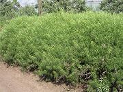 verde Planta Absinto, Artemísia (Artemisia) foto