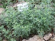 dorado Planta Ajenjo, Artemisa (Artemisia) foto