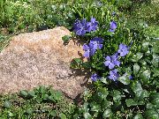 ライトブルー フラワー 共通ツルニチニチソウ、忍び寄るギンバイカ、花の死 (Vinca minor) フォト