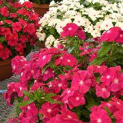 ვარდისფერი  საერთო Periwinkle, მცოცავი მირტი, ყვავილების სიკვდილის (Vinca minor) ფოტო