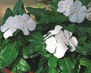 bílá Květina Obyčejný Brčál, Plíživý Myrta, Flower-Of-Smrti (Vinca minor) fotografie
