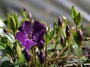 lilla Blomst Felles Periwinkle, Snikende Myrt, Flower-Of-Death (Vinca minor) bilde