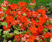 červená Kvetina Obyčajný Brčál, Postupný Myrty, Kvet-Of-Smrti (Vinca minor) fotografie