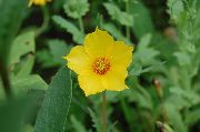 gelb Blume Bartonia Aurea  foto