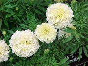 garden flowers white Marigold Tagetes photos, description, cultivation and planting, care and watering