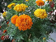 pomarańczowy Kwiat Marigold (Tagetes) zdjęcie