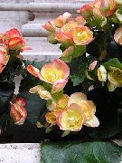 gul Blomst Voks Begonier (Begonia semperflorens cultorum) bilde
