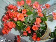oranžový Kvetina Vosk Begónie (Begonia semperflorens cultorum) fotografie