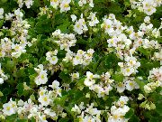 бял Цвете Восъчни Бегонии (Begonia semperflorens cultorum) снимка