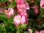rožinis žiedas Vaškas Begonijoms (Begonia semperflorens cultorum) nuotrauka