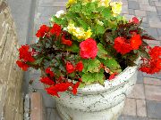Voks Begonia, Tuberous Begonia rød Blomst