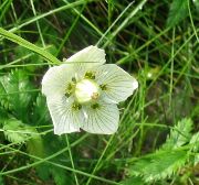 weiß Blume Gras Parnassis, Bog Sterne (Parnassia palustris) foto