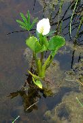 hvid Blomst Vand Calla (Calla palustris) foto