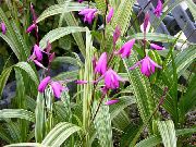розе Цвет Гроунд Орхидеја, Пругасти Блетилла (Bletilla) фотографија