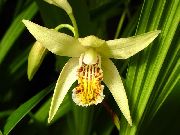 geel Bloem Gemalen Orchidee, De Gestreepte Bletilla  foto