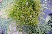 zaļš Zieds Spikerush (Eleocharis) foto