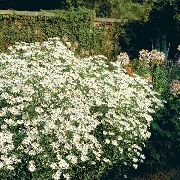 biela Kvetina Bolton Astra, Biele Bábiky Sedmokráska, Falošné Astra, Nepravdivé Harmanček (Boltonia asteroides) fotografie