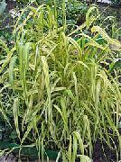 緑色 フラワー ボウルズ黄金の草、黄金キビ草、黄金の木ミル (Milium effusum) フォト