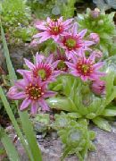 рожевий Квітка Бороднік (Jovibarba) фото