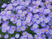 блакитний Квітка Брахікома (Brachyscome) фото