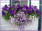 紫丁香 花 天鹅河菊 (Brachyscome) 照片