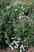biały Kwiat Brahikoma (Brachyscome) zdjęcie