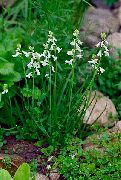 თეთრი ყვავილების Spanish სუმბული (Brimeura amethystina) ფოტო
