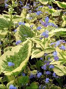 azul claro Flor Falsa Olvidar-Me-Not (Brunnera macrophylla) foto