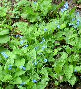 ღია ლურჯი ყვავილების ცრუ Forget-Me-Not (Brunnera macrophylla) ფოტო