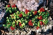 sarkans Zieds Brūkleņu, Kalnu Dzērveņu, Foxberry (Vaccinium vitis-idaea) foto
