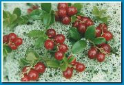 röd Blomma Lingon, Berg Tranbär, Foxberry (Vaccinium vitis-idaea) foto