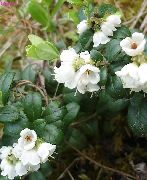 vit Blomma Lingon, Berg Tranbär, Foxberry (Vaccinium vitis-idaea) foto