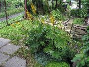 жълт Цвете Bigleaf Ligularia, Леопард Растение, Златна Кръстец  снимка