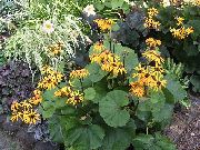 žlutý Květina Bigleaf Ligularia, Leopard Rostlina, Zlatý Starček  fotografie