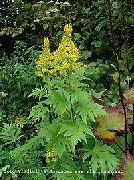 geel Bloem Bigleaf Ligularia, Luipaard Plant, Gouden Kruiskruid  foto