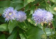 γαλάζιο λουλούδι Bit Scabious, Υφέρπουσα Θρούμπης Πρόβειο (Jasione) φωτογραφία