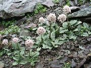 sārts Zieds Valeriana Petrophila  foto