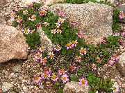 ვარდისფერი ყვავილების Waldheimia (Waldheimia tridactylites) ფოტო